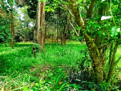 Prime Half Acre Land in Gated Community, Mwitu Road, Karen, Nairobi, Land for Sale