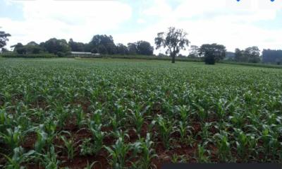 10 Acres in Nazareth, Tigoni, Nazareth Hospital Road, Tigoni, Kiambu, Mixed-use Land for Sale
