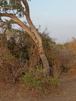 Prime 48-acre Fertile Land -- Road Frontage, Marafa, Malindi Town, Kilifi, Mixed-use Land for Sale