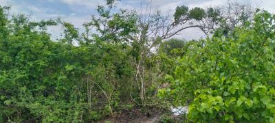 Prime 15-acre Fertile Land in Chakama, Malindi, Chakama, Malindi Town, Kilifi, Mixed-use Land for Sale