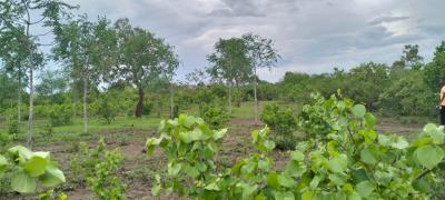 Prime 7.5-acre Land in Chakama, Malindi, Chakama, Malindi Town, Kilifi, Mixed-use Land for Sale