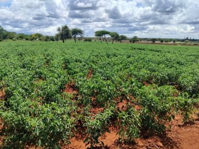 Prime Scenic 18-acre Land, Kimana, Kimana, Kajiado, Mixed-use Land for Sale