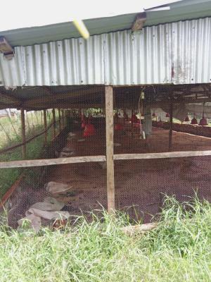 Prime Poultry Farm, Ruiru - Kiganjo Road, Ngenda, Kiambu, Mixed-use Land for Rent