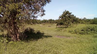 Prime 23 & 25 Acre Land in in Malindi -- Kasikini, Kasikini, Malindi Town, Kilifi, Mixed-use Land for Sale