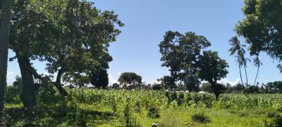 Prime 31.5-acre, Roka, Matsangoni, Kilifi, Land for Sale