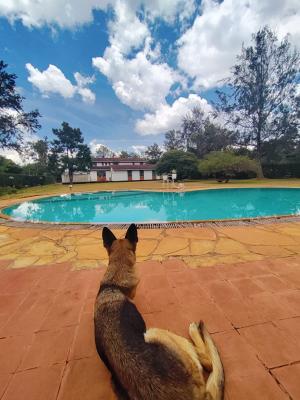 Very Affordable for 5 Bedroom Bungalow in 1 Acre, Karen, Nairobi, Detached Bungalow for Rent