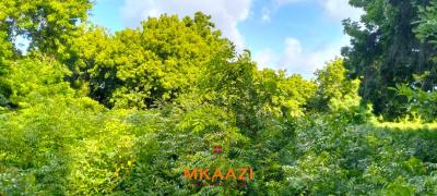 Prime Eighth Acre Plots in Casuarina -- Malindi, Casuarina, Malindi Town, Kilifi, Land for Sale
