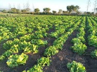 Maasai Echo Lodge Resort Hotel for Sale in Kajiado Town 190M the Lodge