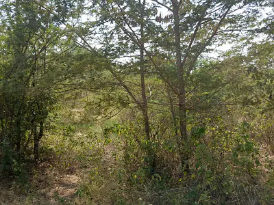A Very Prime 6 Acres