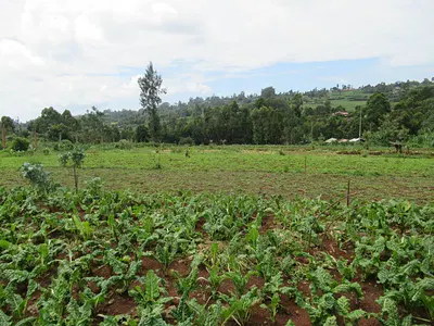 3.25 Acres of Land