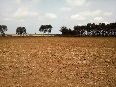 41 Acres of Land