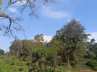 A Very Prime 4.6 Acres