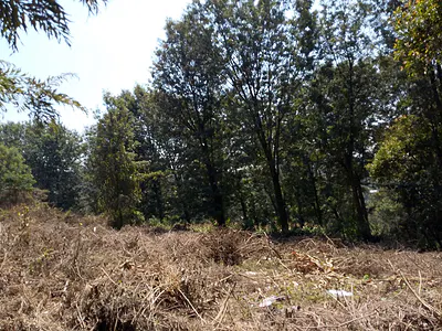 Land