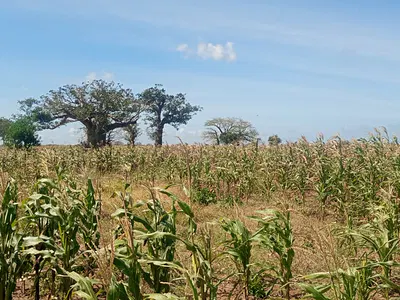 6.7-Acre Farm Land with Water Access — Marereni, Malindi Town, Kilifi