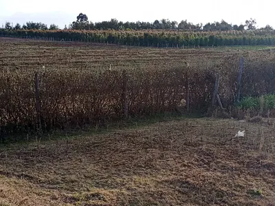 5 Acres Affordable Farmland — Kisima, Timau, Meru