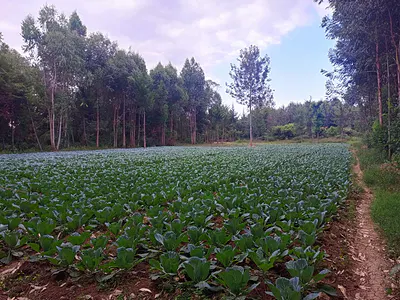7-Acre Farm Land with River Frontage — Naromoru Kiamathaga, Nyeri