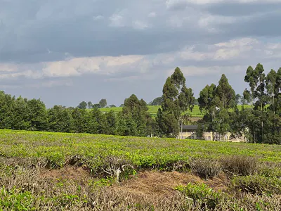 12.5 Acres Mixed-Use Land — Tigoni, Kiambu