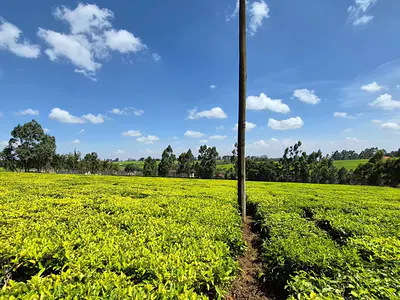 12.5 Acres Mixed-Use Land — Riara Ridge, Nazareth Hospital Near Mabroukie, Tigoni, Kiambu