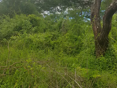 Mwingi Prime Land 30.5acres -- Kavaini, Thitani Location — Kavaini, Mwingi West, Nguutani, Kitui