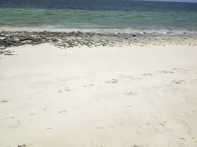 5 Acre Beachfront Residential Land Kilifi Matsangoni 18.5M — Matsangoni Kilifi, Matsangoni, Kilifi
