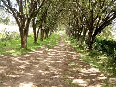40 Acres Farm Land with House — Naivasha East, Nakuru