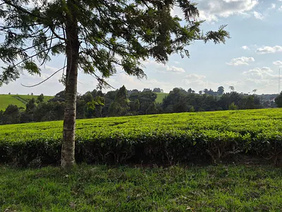 12.5 Acres Mixed-Use Land — Tigoni, Kiambu
