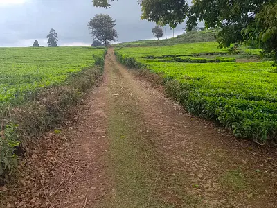 Residential Plot — Tigoni, Tigoni, Kiambu