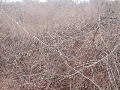 2,400 Acre Farm Land — Mukuanima Primary School, Athi, Kitui