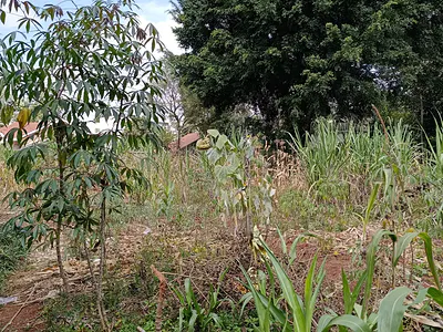 0.5 Acre Residential Plot with Private Driveway — Lavington, Nairobi