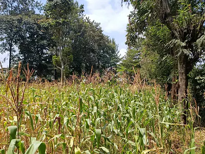Prime 1/2 Acre Plot — Westlands, Nairobi